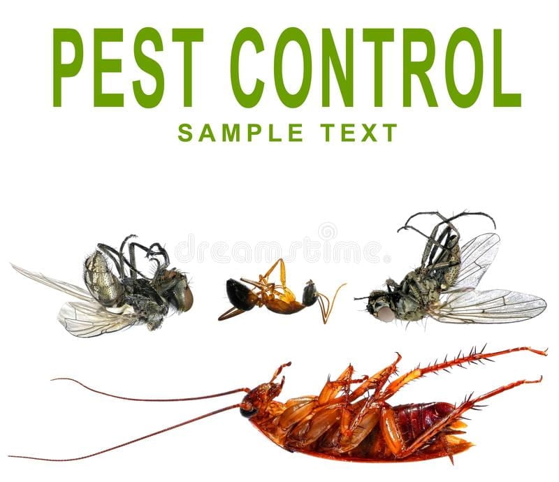 Pest Control Services In Hyderabad